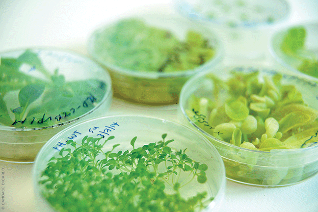 Tobacco and lettuce sprout from genetically engineered cells (and also wild-type control specimens) in the Levy Center.