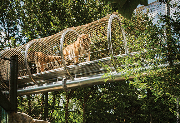 Big Cat Crossing—and checking out the humans below.