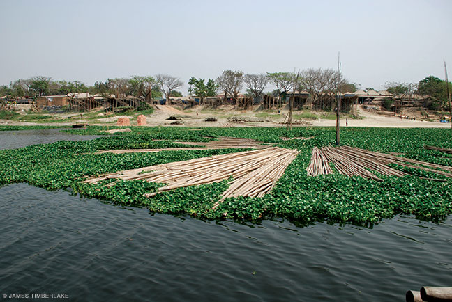 Bamboo floats on invasive water hyacinth on the Bongshi River.