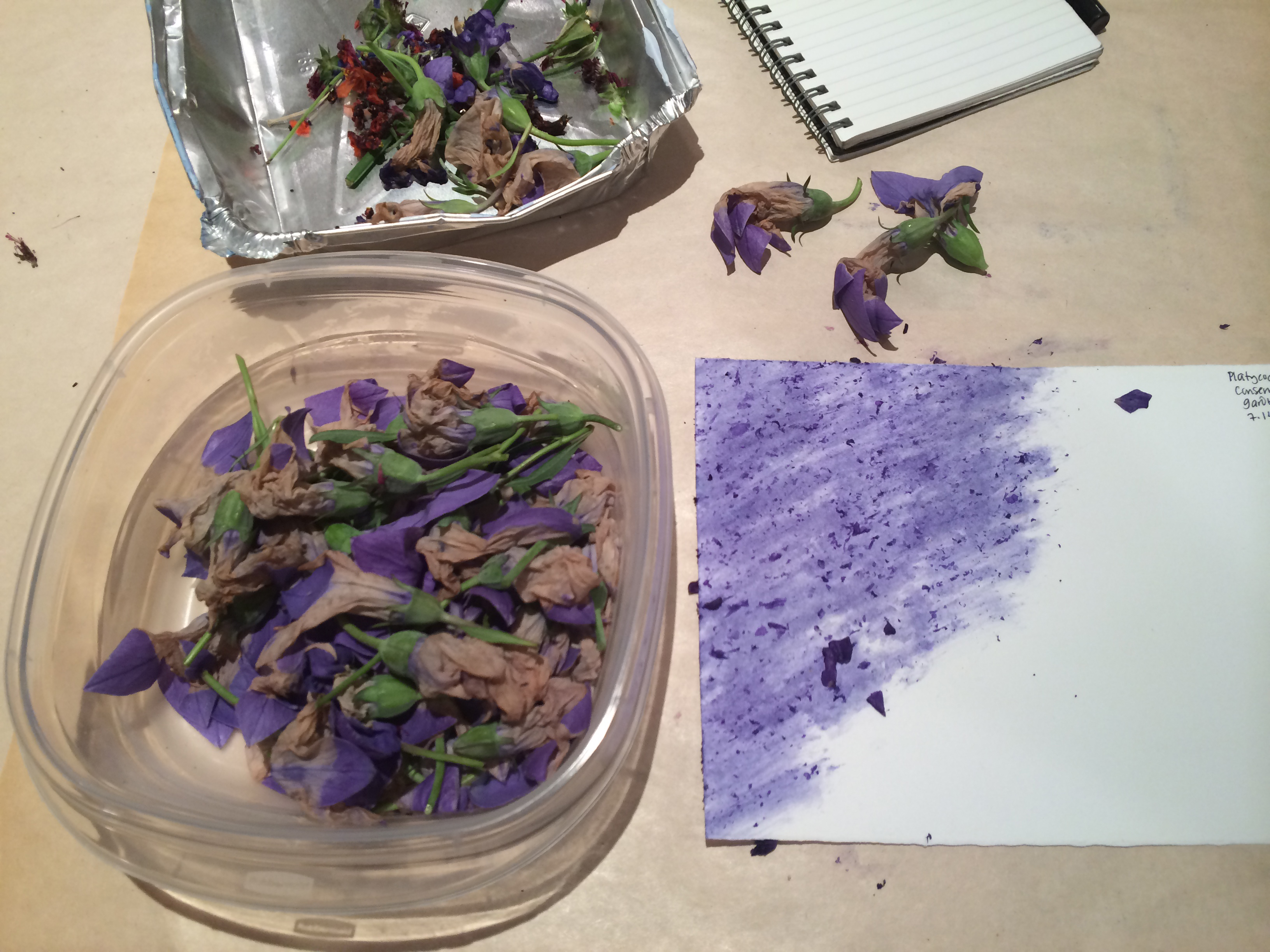 photo of flower staining with Conservatory Garden flowers