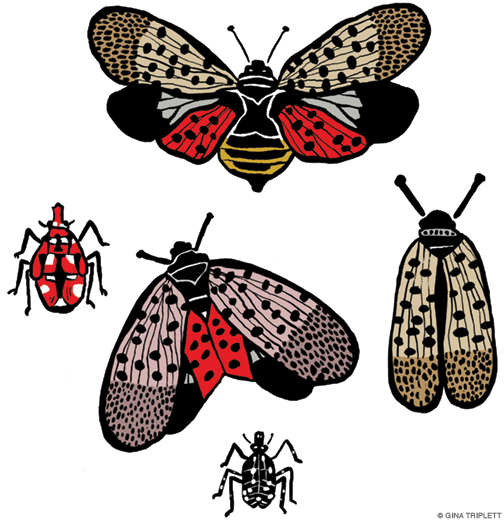 Illustration of spotted lanterflies