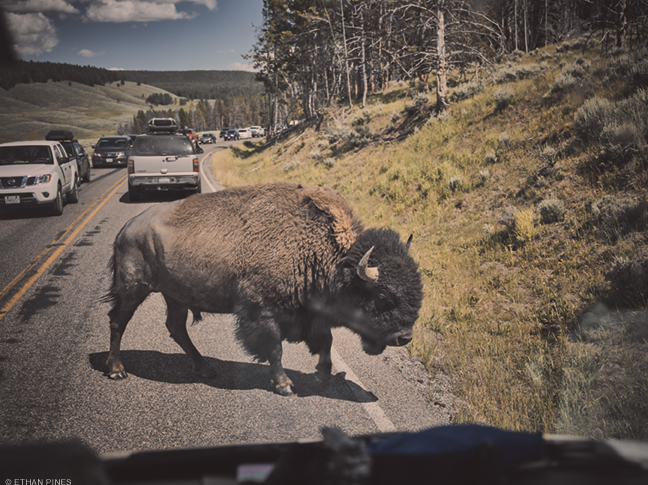 Photo of bison crossing highway by Ethan Pines