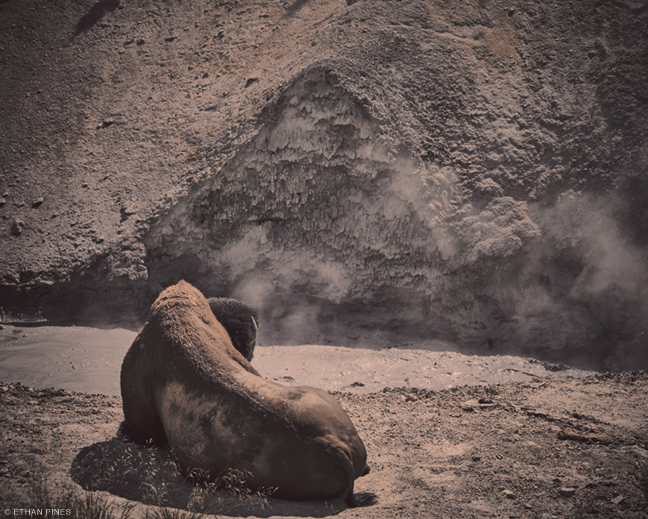 Photo of bison by Ethan Pines