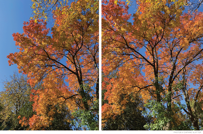 Photos of a tree on campus, changing color