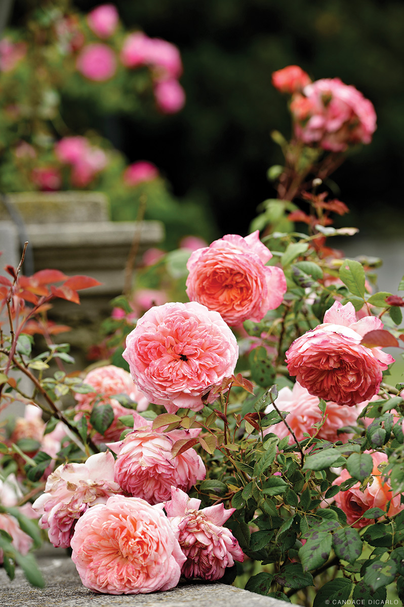 Rose Garden  Morris Arboretum & Gardens